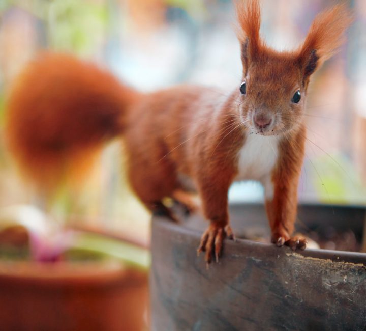 A curious squirrel peeking out of a flower pot, representing urban squirrel management services.