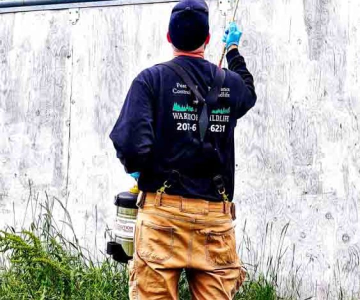 Wildlife Chief technician treating the exterior wall of a building