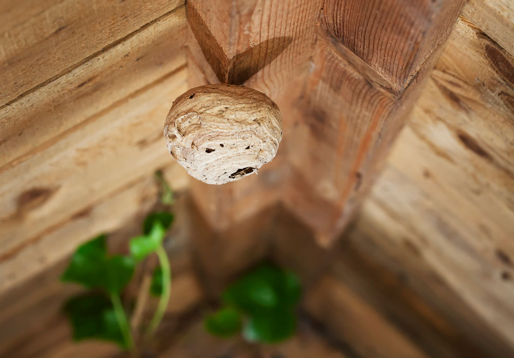 Paper wasp nest built under the wooden eaves of a structure