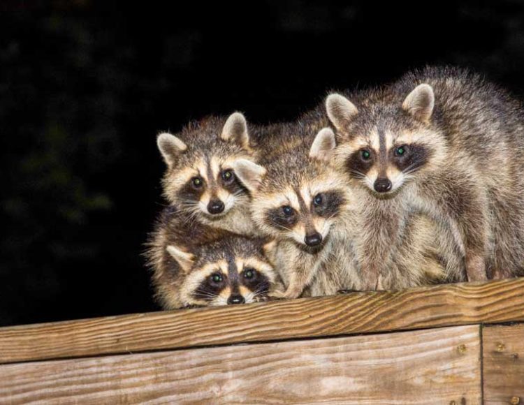A group of raccoons clustered on a wooden deck at night, illustrating wildlife management challenges in domestic settings.